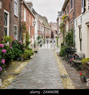 Altstadt, Haarlem, Niederlande. Fahrräder und Topfpflanzen verleihen einer gepflasterten Seitenstraße in einer typischen Haarlem Seitenstraße Charakter. Stockfoto