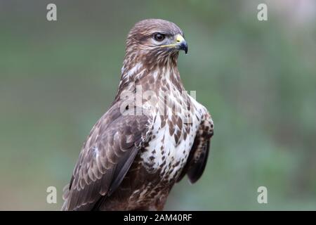 Mäusebussard mit dem letzten Licht des Sonnenuntergangs. Buteo buteo Stockfoto