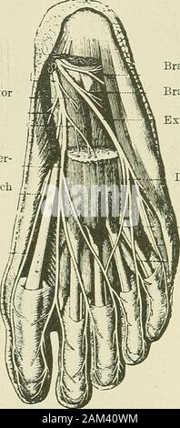 Medizinische und chirurgische Therapie. enousnerve. Abb. 64-muskulo-kutane andanterior Tibialis. Abb. 65.- Interne poplitea andposterior Tibialis. Die große Ischias, von der oberen Winkel der A. poplitea Raum entsteht. Es führt entlang der Sehne des theijiceps und hinter dem Kopf von inding thefibula, * um den Hals der Knochen, das ist der Ort, an chosenfor Palpation dieser Nerv, und endet dann durch Division innerhalb der vorgeschriebenen Einfügungen Der peroneus longus (Abb. 64). 156 KLINISCHEN FORMEN DER NERV LÄSIONEN seine Sicherheiten Filialen sind ein Gelenk Zweig für die Knie, theaccessory Nerv der Stockfoto