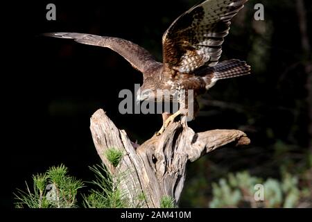 Mäusebussard mit dem letzten Licht des Sonnenuntergangs. Buteo buteo Stockfoto