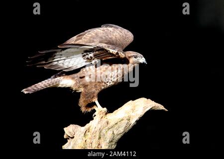 Mäusebussard mit dem letzten Licht des Sonnenuntergangs. Buteo buteo Stockfoto