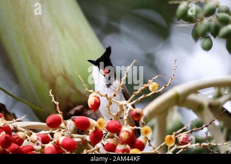 Südostasiatischer Rotflüsterer bulul (Pycnonotus jocosus), Mauritius, Afrika Stockfoto