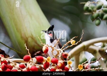 Südostasiatischer Rotflüsterer bulul (Pycnonotus jocosus), Mauritius, Afrika Stockfoto