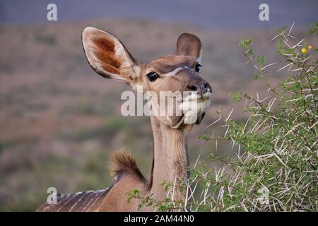 Kopf geschossen Porträt einer Frau mehr Kudu (Tragelaphus strepsiceros) der Zweig einer Akazie Bush zu essen Stockfoto