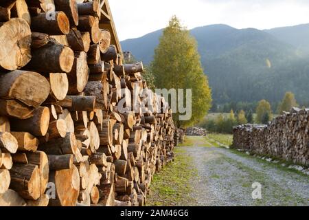 Holzstämme aus Kiefernholz im Wald, gestapelt in einem Haufen in Karpaten. Frisch gehackte Baumstämme übereinander in einem Haufen Stockfoto