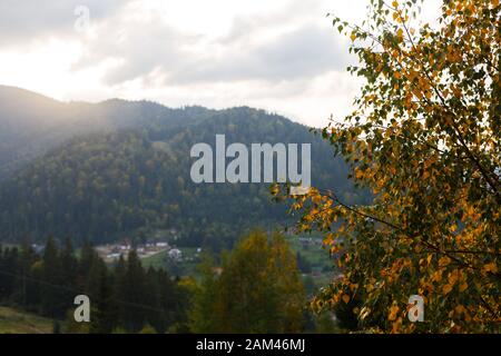 Birkenzweig mit grünen und gelben Blättern mit Sonnenuntergang in den Bergen im Hintergrund. Herbstkonzept Stockfoto