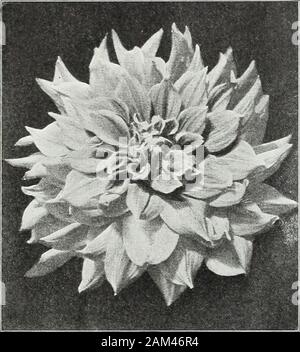 Die Farquhar Garten jährliche: 1922. D. Eine mittelgroße Blume der reiche goldene gelbe Schattierung zu Kupfer an der Basis des Blütenblattes. Gute Gewohnheit; feine Stängel. $ 3,00 je. Elsie Oliver. H. C. Eine riesige Blume, cremige Rosa. Hybrid Kaktus. Dies ist eine heikle Neue pastell Mischung aus Rosa und Creme. Reichblühend, feine Stängel. $ 2.50 eacli. G. H. Carr. D. Schöne große Blume des klar Violett mit samtig Reflex. 50 cts. Jedes. Gay Paree. (Jean Chazot). H. C. eine der feinsten der jüngsten Einführungen aus Frankreich, sehr früh mit Blüten von auffälligen orange-rot, von guter Größe und Form der Blüte. SI.50. Geisha. S. Einen o Stockfoto