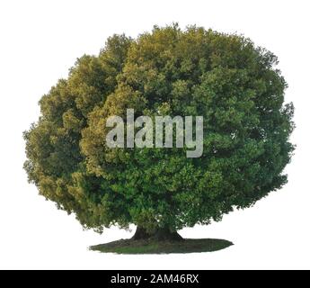 Steineiche oder Holly Oak Tree von Chianti Toskana Italien isoliert auf weißem Hintergrund. Stockfoto