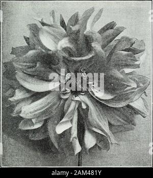 Die Farquhar Garten jährliche: 1922. . Blüte von großer Größe auf langen, kräftigen Stielen. Es ist eine fragile beautyabout diese Blume, die Aufmerksamkeit auf sich zieht. SI.00. Bonnie Brae. D. Creme Blush Pink beschattet. Blumen von truedecorative bilden. Immense Größe. SI.00. Bonna Vera. H. D. Sehr schöne Mischung von empfindlichen Primrose-Gelb und Creme; wunderschöne, Mammut bloohis aus feinem Stoff, onwiry stammt. Die Pflanze ist stark in der Gewohnheit, und erzeugt eine abund von Blüten, charmante für alle Zwecke. $. 3.50. Kalifornien Superba. D. Große massive Blumen von einem schönen pinkwhich Schattierungen zu einem wh Stockfoto