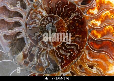 Detail einer versteinerten Ammoniten aus der Sahara in Marokko. Stockfoto