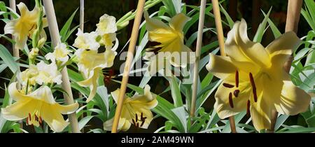 Impression Lilium Conca d'Or et bambous Stockfoto