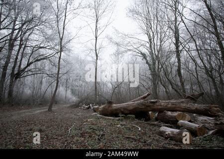 Schnee auf den Baumzweigen. Winterblick auf schneebedeckte Bäume. Die Schwere der Äste unter dem Schnee. Stockfoto