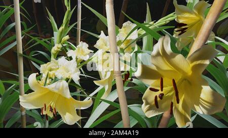 Impression Lilium Conca d'Or et bambous Stockfoto