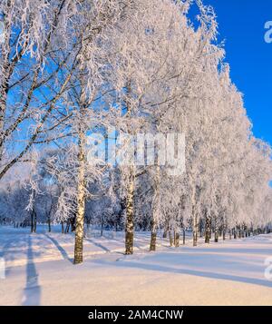 Schöne Winterlandschaft mit weißen, flauschigen Birkenkronen mit hoarfrostbedeckten und weißen Stämmen im Stadtpark bei hellem sonnigem frostigen Tagesschaum Stockfoto