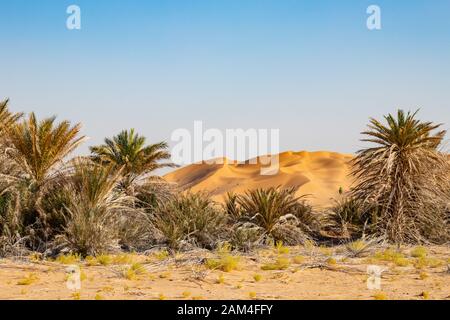 Sanddünen in Rab al Khali oder Leere Viertel in der Nähe von Salalah im Dhofar Oman Stockfoto