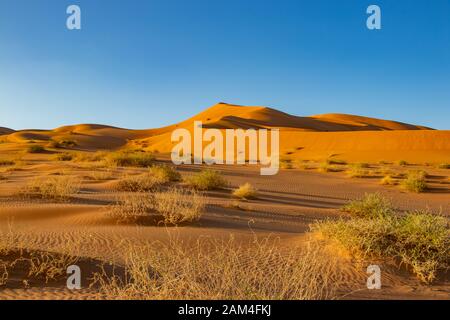 Sanddünen in Rab al Khali oder Leere Viertel in der Nähe von Salalah im Dhofar Oman Stockfoto