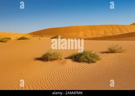 Sanddünen in Rab al Khali oder Leere Viertel in der Nähe von Salalah im Dhofar Oman Stockfoto