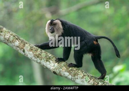 Lion-tailed Macaque aus Vordach auf der Baumrinde auf der Suche nach Nahrung in der Nähe von Valparai, Tamilnadu, Indien, Asien Stockfoto