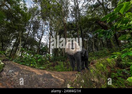 Lion-tailed Macaque aus Vordach auf der Baumrinde auf der Suche nach Nahrung in der Nähe von Valparai, Tamilnadu, Indien, Asien Stockfoto
