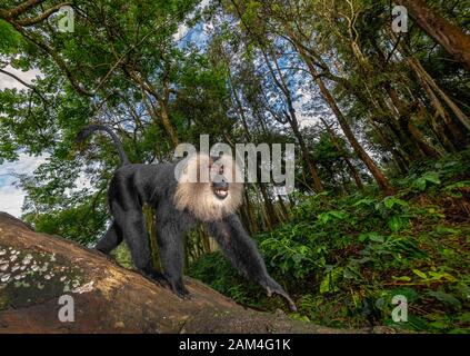 Lion-tailed Macaque aus Vordach auf der Baumrinde auf der Suche nach Nahrung in der Nähe von Valparai, Tamilnadu, Indien, Asien Stockfoto