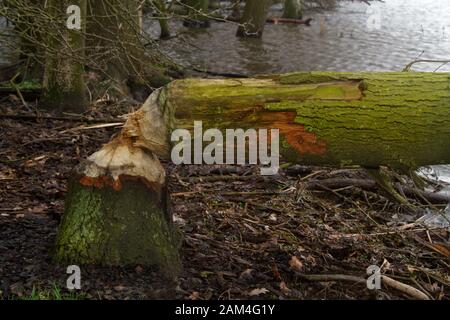 Baum in einem Feuchtgebiet, von einem eurasischen Biber gefällt Stockfoto