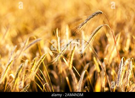 Nahaufnahme reifer Weizenähren. Ukraine, Europa. Beauty-Welt. Stockfoto