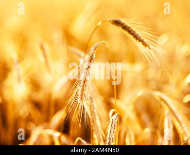 Nahaufnahme reifer Weizenähren. Ukraine, Europa. Beauty-Welt. Stockfoto