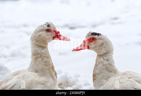 Muscovy Duck auf dem Schnee in der Nähe von gefrorenem Wasser. Weißer Vogel auf weißem Schnee. Stockfoto