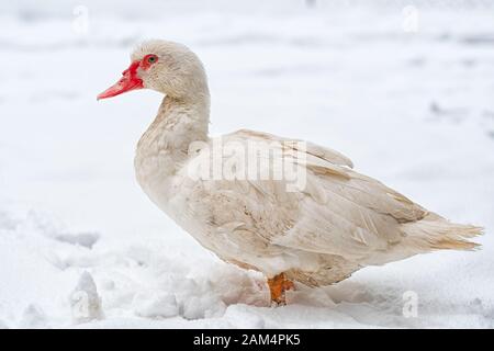 Muscovy Duck auf dem Schnee in der Nähe von gefrorenem Wasser. Weißer Vogel auf weißem Schnee. Stockfoto