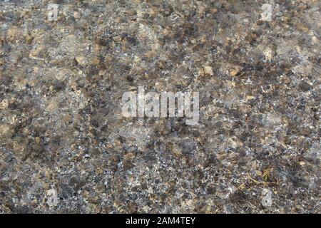 In abgeschiedenen Grenzen zum Mission Creek Preserve, wo die Wüsten Mojave und Colorado zusammenfallen, fließt ein lebensergebender Strom, der in ariden Gebieten selten ist. Stockfoto