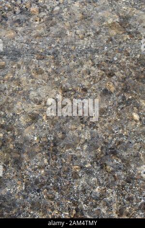 In abgeschiedenen Grenzen zum Mission Creek Preserve, wo die Wüsten Mojave und Colorado zusammenfallen, fließt ein lebensergebender Strom, der in ariden Gebieten selten ist. Stockfoto