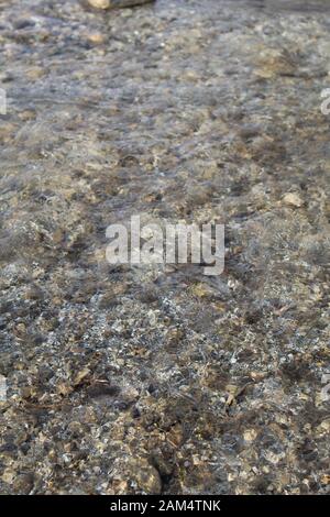 In abgeschiedenen Grenzen zum Mission Creek Preserve, wo die Wüsten Mojave und Colorado zusammenfallen, fließt ein lebensergebender Strom, der in ariden Gebieten selten ist. Stockfoto