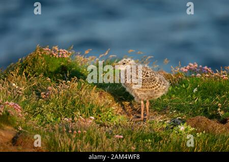 Europäischer Heringsgull (Larus argentatus) Küken, der an einem sonnigen Sommertag in Rosa am Nest steht, Schottland, Großbritannien. Stockfoto