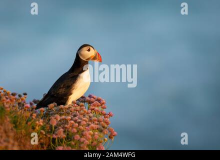 Nahaufnahme des atlantischen Puffins in Pink Thrift, Fair Isle, Schottland, Großbritannien. Stockfoto