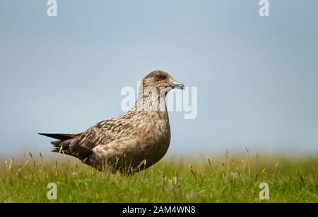 Nahaufnahme einer großen Skua (Stercorarius skua) Bonxie auf der Wiese vor blauem Hintergrund, Noss, Shetland, Großbritannien. Stockfoto