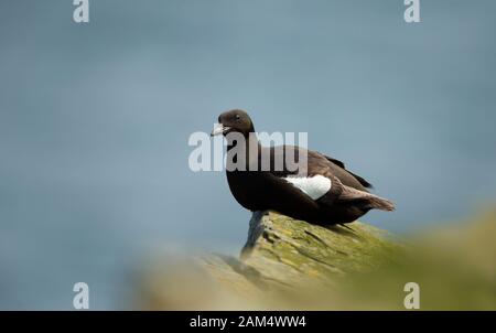 Nahaufnahme eines schwarzen guillemots (Cepphus grylle), der auf einem Felsen an einer Küste thront, sind Shetlandinseln, Großbritannien. Stockfoto