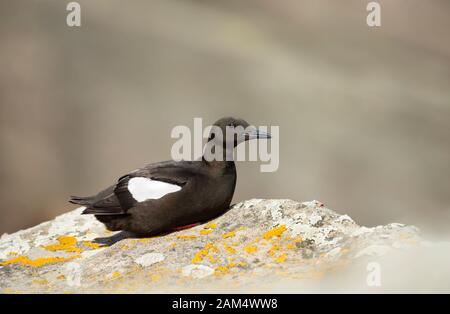 Nahaufnahme eines schwarzen guillemots (Cepphus grylle), der auf einem Felsen an einer Küste thront, sind Shetlandinseln, Großbritannien. Stockfoto