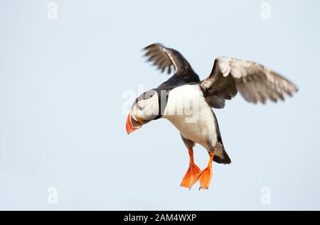 Nahaufnahme eines atlantischen Puffins (Fratercula arctica) im Flug, Noss Island, Shetland-Inseln. Stockfoto