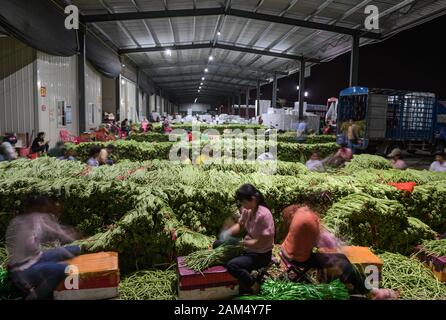 (200111) - SANYA, Jan. 11, 2020 (Xinhua) - Arbeitnehmer pack Gemüse insgesamt Verkauf von Obst und Gemüse in Yazhou Bezirk in Sanya, South China Hainan Provinz, dem 7. Januar 2020. Yazhou Bezirk ist ein Bedeutung der Nabe der pflanzlichen Produktion in Hainan Provinz. (Foto von Pu Xiaoxu/Xinhua) Stockfoto