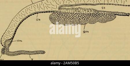 Medusae der Welt. Abb. 28 t-Solmaris fiavescens, aus dem Leben der Autorin, an der Zoologischen Station in Neapel, Winter 1907-08. A. in der Seitenansicht der Reifen Medusa. B. in der unreifen sensorisch-Club. C-sensorische entwickelt - Verein. D. Tentakel. E. Magen-Rand-ing weibliche Keimdrüse. F. Schematische Abschnitt von Medusa. Und flach, während diejenigen Der subumbrella entoderm sind sehr hoch und groß. Die tentakel growout so breit basal Lampen aus der Marge und schließlich die Glocke wächst als Rings unter andbetween die Tentakel-Glühlampen. Der Mund bricht durch und der Medusa wird damit aus dem actinula gebildet. . Die Stockfoto