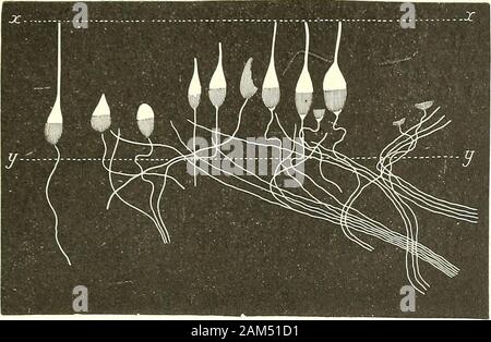 "Traité d'anatomie humaine. Abb. 25 b. Muqueuse olfaktorische dune Souris dehuit jours (LEMiossiiK). ff, Cellule olfactifpériphérique ueiveusc olfaktorische (Neurone), Constituant par Sohn prolongementcentral une Fibre du Nerf olfactif. - Ich, c, arbo-risations nerveuses Libres, | n-Undes vraisem - blablement du trijumeau. FOSSES NASALES ET PITUTTAIRE 383 trarersenret arrivenralors dans la couche épilliélialo. où Elles se continuent avecle prolongement Zentrale des cellules olfactives. Ce fait essentiel de la continuité duprolongement Zentrale des cellules sensorielles avec les Lil) cilles. terminai (^s de Tol - Stockfoto