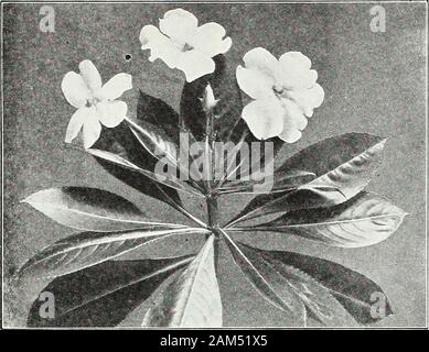 Die Farquhar Garten jährliche: 1922. Ellow Blumen. 2 ft. Canariensis. Blumen leuchtend gelb. Pkt.. 25,25 0,25 0,25 0,50. 15.15 82 R. und J. FARQUHAR COMPANY, Boston. Samen von Gewächshaus Pflanzen. mPATlE^ S. weiter fort. 5696 5697 6710 5715 5720 Impatiens Holsti. Geranie. 8610 von Apple gesehen, Ted. Diese Art ist sehr gut für Sträuße auf Grund seiner femj^ geschätzt, duftende Pkt. Laub. 1ft 25 5615 zeigen Pelargonium. Saatgut aus dem feinsten Sorten... ... ... .... 50 5620 Neue Sorten, Single. Farbtöne von Scarlet. .20 5632 GERBERA. Jamesoni hybrida. {Transvaal Daisy.) Ein verbessertes Belastung in-Pkt. entzieht vielen Stockfoto
