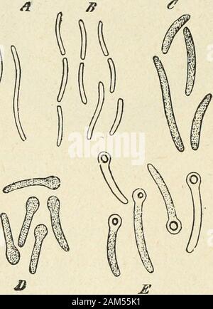 "Traité pratique de bactériologie. tournantsur eux-mêmes, en Mouvement devrille. Daprès Koch, Lune des Ex-un-cil évidentSpiriilum trémités posséderait rucfula (daprès daprès dautres, un faisceau dePrazmowski). Ich^^^^ quinze cils. A, B, C, cellules végétatives; D, E, B-les Kulturen doivent se faire àtonnets à Sporen, looo/i. labri de Lair. Sur Plaque de gélatine, il formeen un-à-deux Jours de petites Haken sphériques jaunâtres, ressemblantassez, daprès Bonhotf (1), AUX-Kulturen du Bacille du Charbon; ellessentourent, dès Le troisième jour, dune Zone de liquéfaction. Dans la gélatine en p Stockfoto