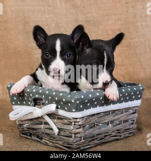 Zwei kleine Babys Basenji Welpen Hunde sind küssen Stockfoto