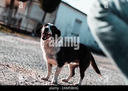 Cute Stray Dog, Angst und Hunger Gefühl glücklich mit ihm den Mund öffnen. Person im Vordergrund in Bewegung zu Haustier der Hund Stockfoto
