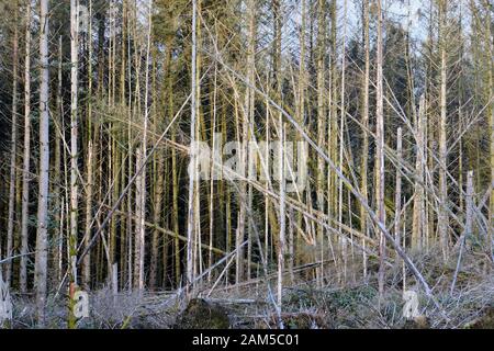 Durch Windeinwirkung geschädigtes Waldland Stockfoto