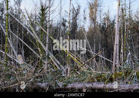 Durch Windeinwirkung geschädigtes Waldland Stockfoto