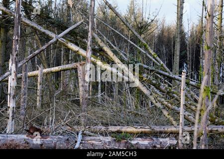 Durch Windeinwirkung geschädigtes Waldland Stockfoto