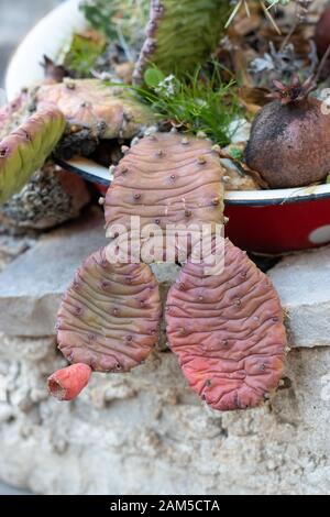 Kleine seltsame, seltsame, rotviolette Kakteenpflanze. Stockfoto