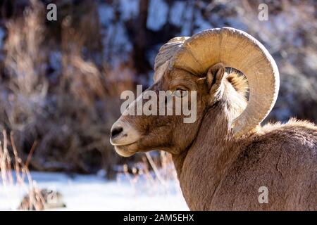 Bighorn Schafe auf die Berge Gras und Moos auf den hohen Klippen von Waterton Canyon Colorado im Winter Stockfoto